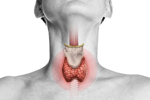 thyroid